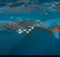 Ningaloo Reef Whale Shark Snorkeling Adventure Apr-July - Brisbane Tourism