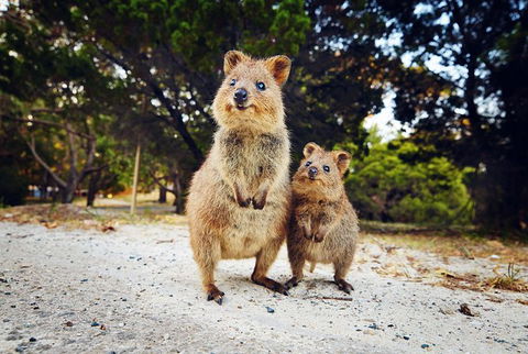 Rottnest Island All-Inclusive Grand Island Tour From Fremantle - Tourism Brisbane 0