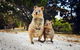 Rottnest Island All-Inclusive Grand Island Tour From Fremantle - thumb 2