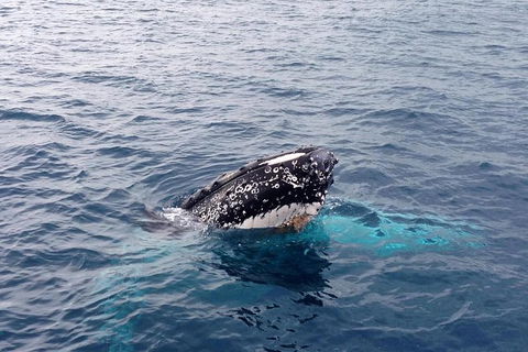 Augusta Whale Watching Eco Tour - Tourism Brisbane 1