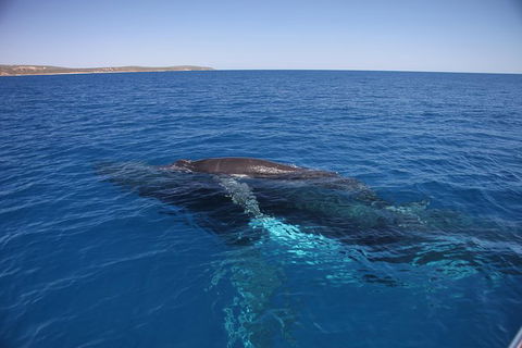 Augusta Whale Watching Eco Tour - Tourism Brisbane 6