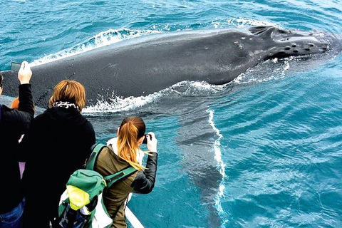 Augusta Whale Watching Eco Tour - Tourism Brisbane 3