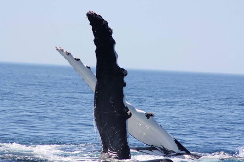 Augusta Whale Watching Eco Tour - Tourism Brisbane 4