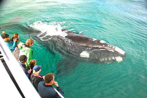 Augusta Whale Watching Eco Tour - Tourism Brisbane 7