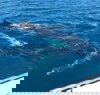 Busselton Whale Watching - Tourism Brisbane