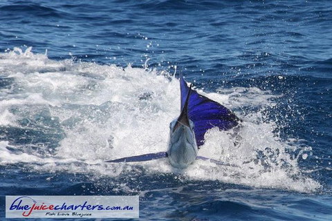 Montebello Island Fishing Charters - Brisbane Tourism 6