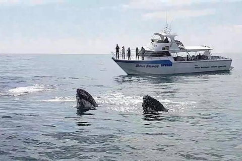 Busselton Whale Watching Eco Tour - Tourism Brisbane 0