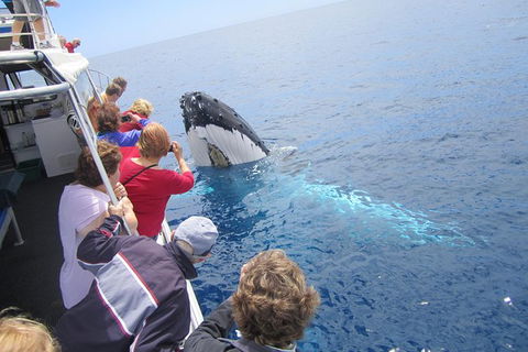 Busselton Whale Watching Eco Tour - Tourism Brisbane 1