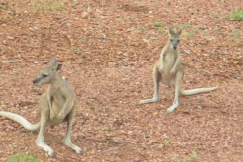 Lake Argyle Morning Cruise - Tourism Brisbane 9