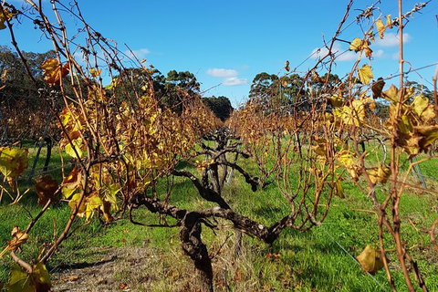 5 Hours Wineries, Coffee Tasting, Forest & Lunch At The Berry Farm - Tourism Brisbane 15
