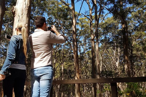 5 Hours Wineries, Coffee Tasting, Forest & Lunch At The Berry Farm - Tourism Brisbane 9