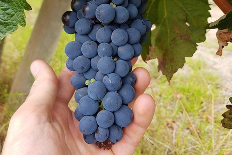 5 Hours Wineries, Coffee Tasting, Forest & Lunch At The Berry Farm - Tourism Brisbane 18