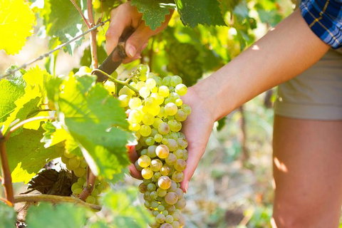 5 Hours Wineries, Coffee Tasting, Forest & Lunch At The Berry Farm - Tourism Brisbane 3
