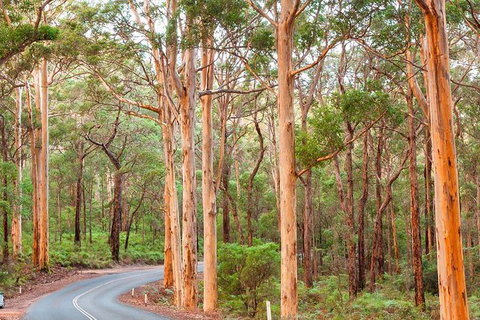 5 Hours Wineries, Coffee Tasting, Forest & Lunch At The Berry Farm - Tourism Brisbane 13