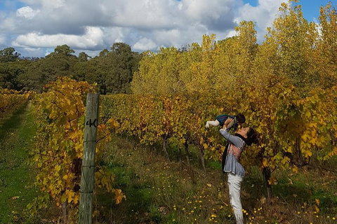 5 Hours Wineries, Coffee Tasting, Forest & Lunch At The Berry Farm - Tourism Brisbane 17