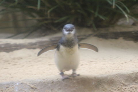 Phillip Island Ultimate Penguin Eco Tour Or Skybox Experience - Tourism Brisbane 3