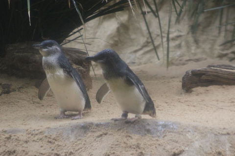 Phillip Island Ultimate Penguin Eco Tour Or Skybox Experience - Tourism Brisbane 2