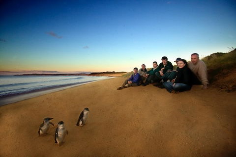 Phillip Island Ultimate Penguin Eco Tour Or Skybox Experience - Tourism Brisbane 0
