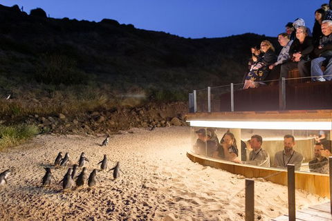 Phillip Island Ultimate Penguin Eco Tour Or Skybox Experience - Tourism Brisbane 1