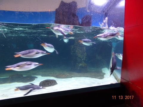 SEA LIFE Melbourne Aquarium Admission Ticket - Tourism Brisbane 6
