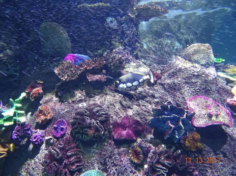 SEA LIFE Melbourne Aquarium Admission Ticket - Tourism Brisbane 3