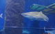 SEA LIFE Melbourne Aquarium Admission Ticket - thumb 5
