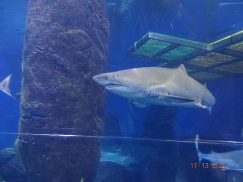 SEA LIFE Melbourne Aquarium Admission Ticket - Tourism Brisbane 5