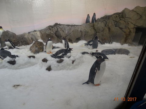 SEA LIFE Melbourne Aquarium Admission Ticket - Tourism Brisbane 4