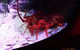 SEA LIFE Melbourne Aquarium Admission Ticket - thumb 11