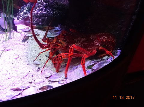 SEA LIFE Melbourne Aquarium Admission Ticket - Tourism Brisbane 11