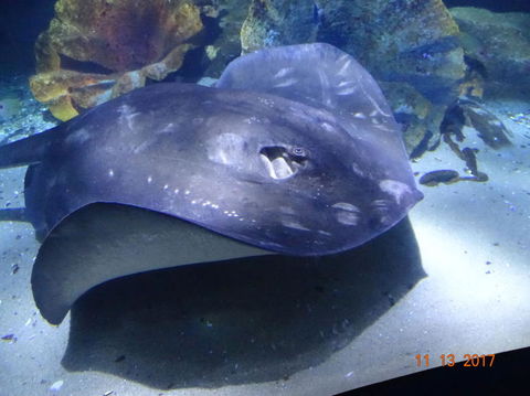 SEA LIFE Melbourne Aquarium Admission Ticket - Tourism Brisbane 9