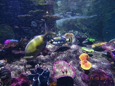 SEA LIFE Melbourne Aquarium Admission Ticket - Tourism Brisbane 8