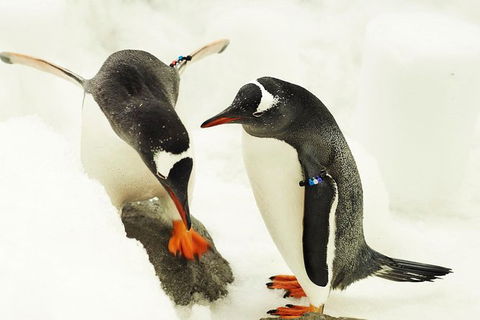 SEA LIFE Melbourne Aquarium Admission Ticket - Tourism Brisbane 15