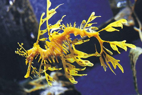 SEA LIFE Melbourne Aquarium Admission Ticket - Tourism Brisbane 19