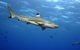 SEA LIFE Melbourne Aquarium Admission Ticket - thumb 21