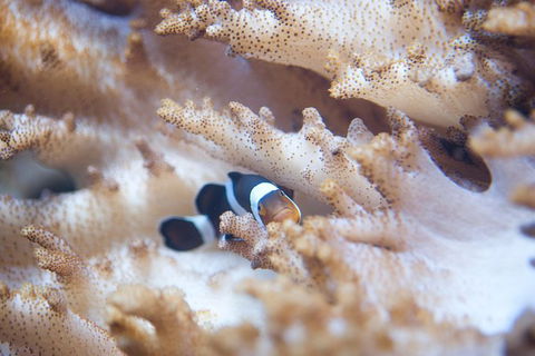 SEA LIFE Melbourne Aquarium Admission Ticket - Tourism Brisbane 16