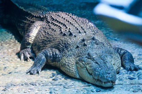 SEA LIFE Melbourne Aquarium Admission Ticket - Tourism Brisbane 20