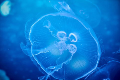 SEA LIFE Melbourne Aquarium Admission Ticket - Tourism Brisbane 22