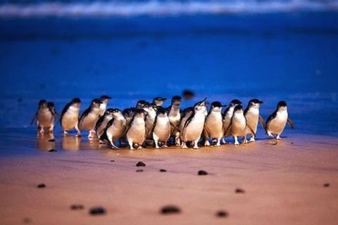 Half Day Phillip Island Penguin Parade PLUS Tour - Brisbane 4u 1