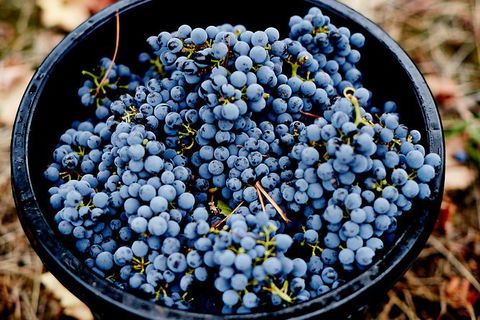 Half Day Yarra Valley Winery Day Trip From Melbourne - Brisbane Tourism 4