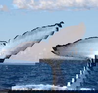 Phillip Island Whale Watching Tour - Tourism Brisbane