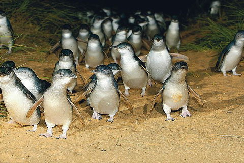 Day Tour Of Phillip Island Nature Parks & Penguins - Tourism Brisbane 6