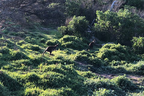 Day Tour Of Phillip Island Nature Parks & Penguins - Tourism Brisbane 8