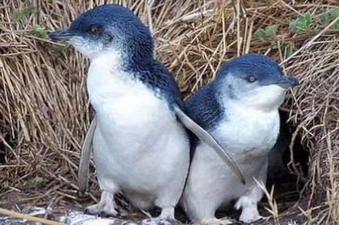 Day Tour Of Phillip Island Nature Parks & Penguins - Tourism Brisbane 2