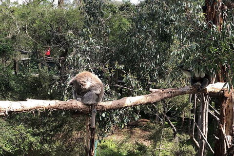 Day Tour Of Phillip Island Nature Parks & Penguins - Tourism Brisbane 4