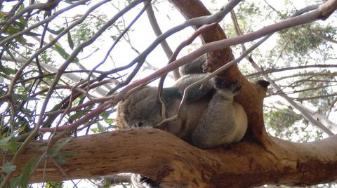 Phillip Island 3 Park Pass: Penguin Parade, Koala Conservation Centre And Penguin Parade, Koala ConservationHeritage Farm - Tourism Brisbane 4