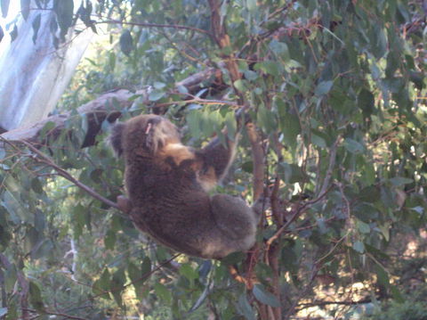 Phillip Island 3 Park Pass: Penguin Parade, Koala Conservation Centre And Penguin Parade, Koala ConservationHeritage Farm - Tourism Brisbane 2