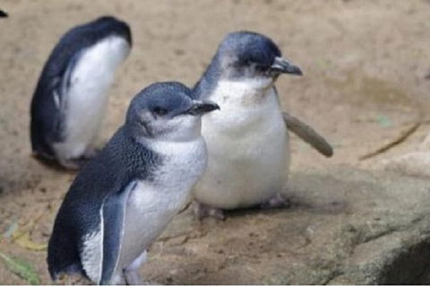 Phillip Island Tour Including Phillip Island Penguin Parade - Tourism Brisbane 1
