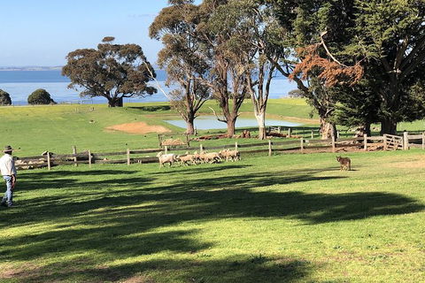 Phillip Island Tour Including Phillip Island Penguin Parade - Tourism Brisbane 8