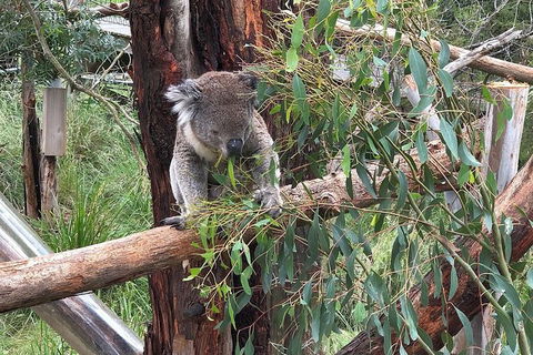 Phillip Island Tour Including Phillip Island Penguin Parade - Tourism Brisbane 3